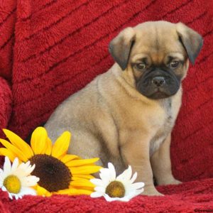 Mitchell, Pug Mix Puppy