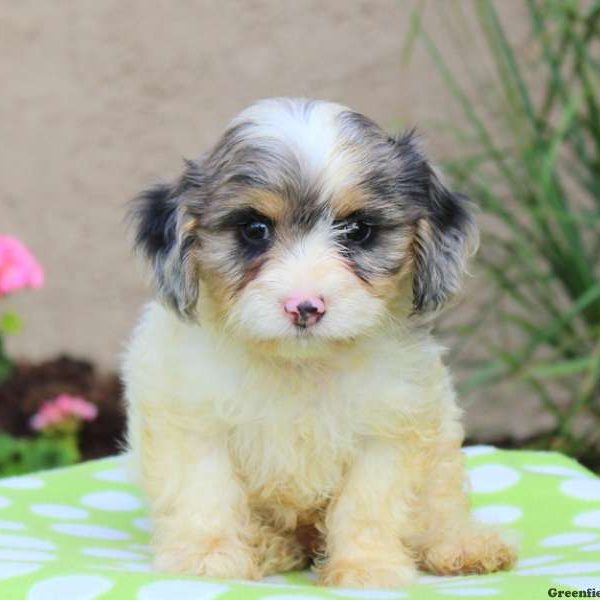 Mocha, Cavalier King Charles Mix Puppy