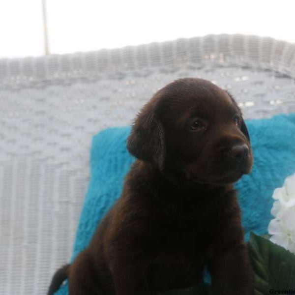 Mocha, Labrador Retriever-Chocolate Puppy