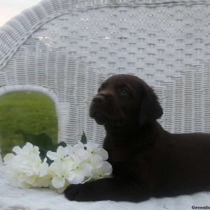 Mocha, Labrador Retriever-Chocolate Puppy