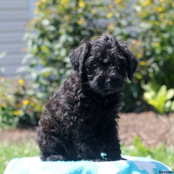 Moe, Schnoodle-Miniature Puppy