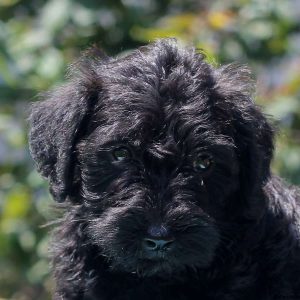 Moe, Schnoodle-Miniature Puppy