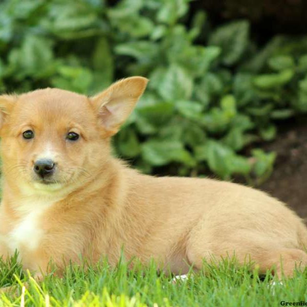 Molly, Shetland Sheepdog Mix Puppy