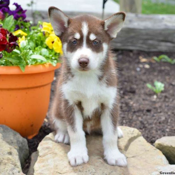 Molly, Siberian Husky Puppy