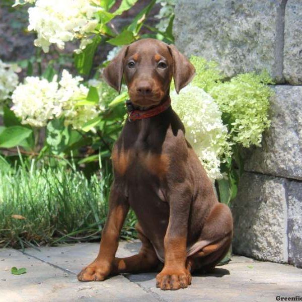 Molly, Doberman Pinscher Puppy