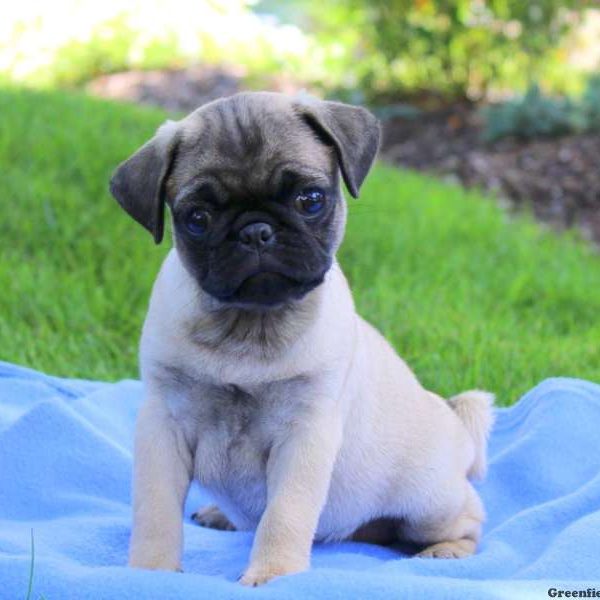 Molly, Pug Puppy