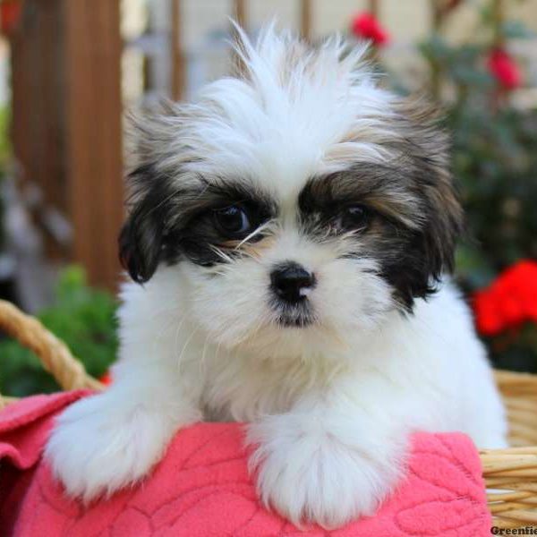 Molly, Shih Tzu Puppy