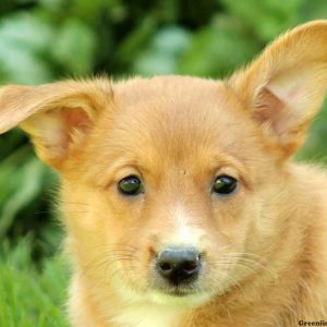 Molly, Shetland Sheepdog Mix Puppy