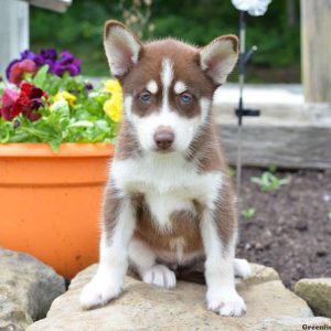 Molly, Siberian Husky Puppy