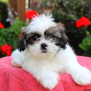 Molly, Shih Tzu Puppy