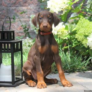 Molly, Doberman Pinscher Puppy