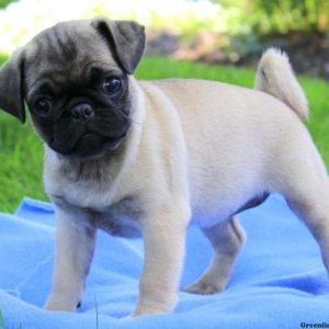 Molly, Pug Puppy