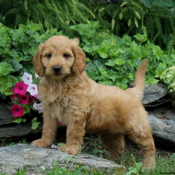 Monty, Goldendoodle-Miniature Puppy