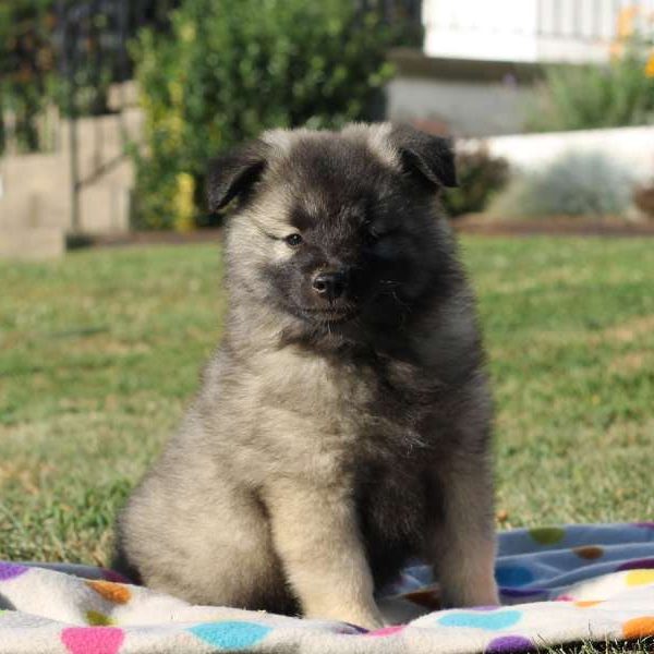 Monty, Keeshond Puppy