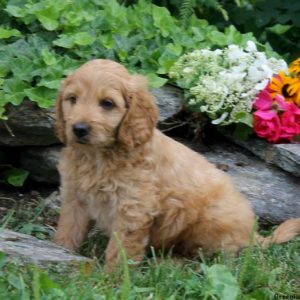 Monty, Goldendoodle-Miniature Puppy