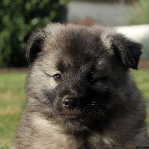 Monty, Keeshond Puppy