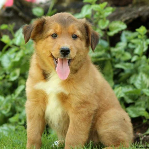 Moose, Shetland Sheepdog Mix Puppy