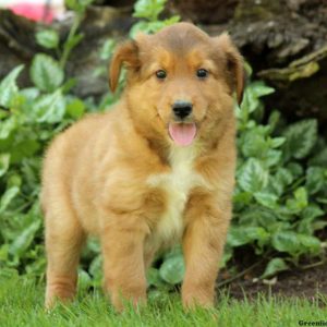 Moose, Shetland Sheepdog Mix Puppy