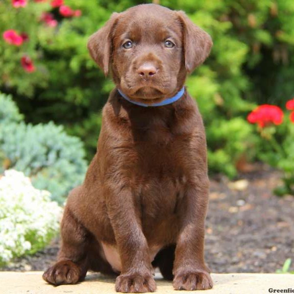 Morgan, Labrador Retriever-Chocolate Puppy