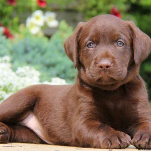 Morgan, Labrador Retriever-Chocolate Puppy