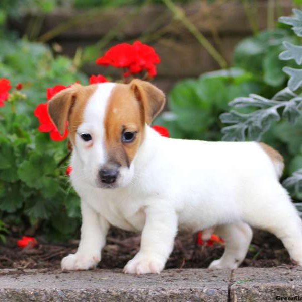 Morris, Jack Russell Terrier Puppy