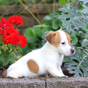 Morris, Jack Russell Terrier Puppy