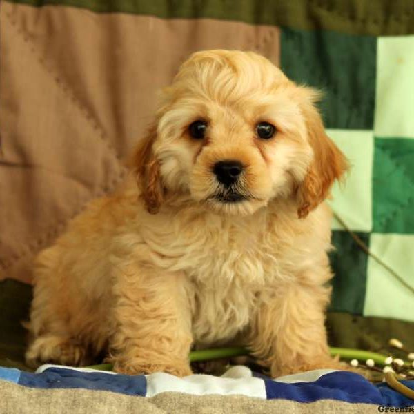 Mosby, Cockapoo Puppy