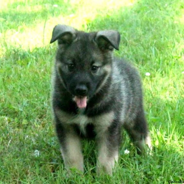 Moses, Norwegian Elkhound Puppy