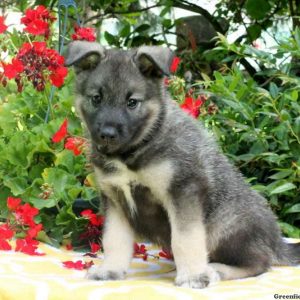 Moses, Norwegian Elkhound Puppy