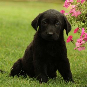 Mr Midnight, German Shepherd Puppy