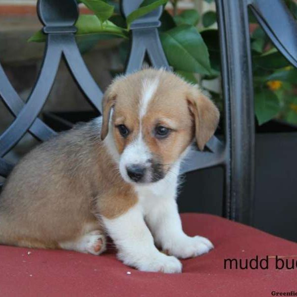 Mudd Bud, Pembroke Welsh Corgi Mix Puppy