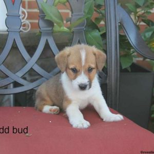 Mudd Bud, Pembroke Welsh Corgi Mix Puppy