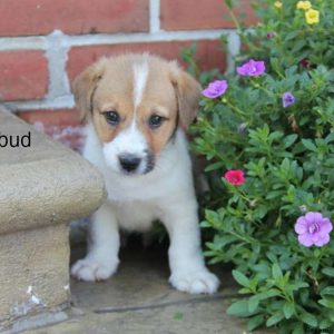 Mudd Bud, Pembroke Welsh Corgi Mix Puppy