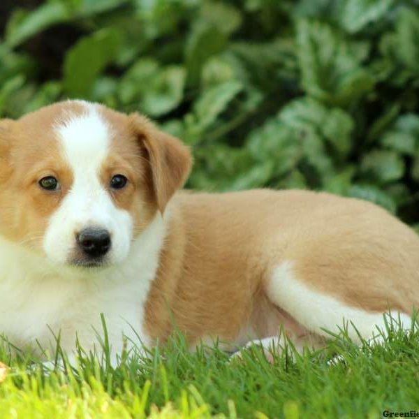 Mudge, Shetland Sheepdog Mix Puppy