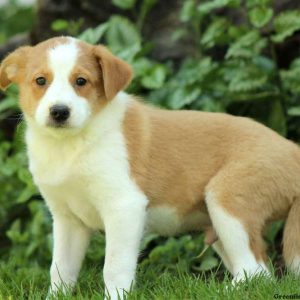 Mudge, Shetland Sheepdog Mix Puppy