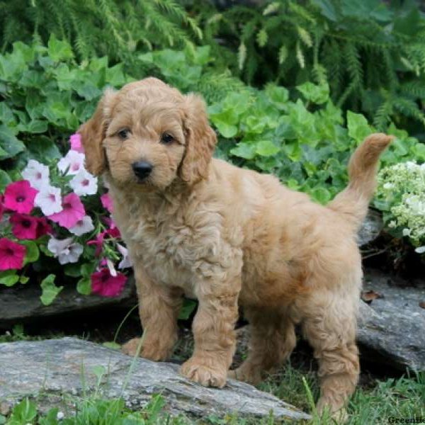 Muffin, Goldendoodle-Miniature Puppy