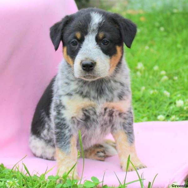 Muffin, Blue Heeler – Australian Cattle Dog Puppy