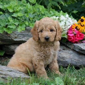 Muffin, Goldendoodle-Miniature Puppy