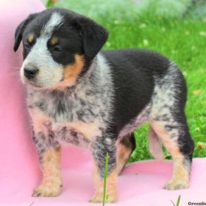 Muffin, Blue Heeler – Australian Cattle Dog Puppy