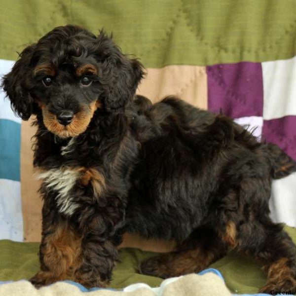 Mugsy, Cockapoo Puppy