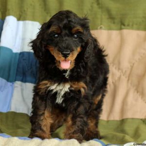 Mugsy, Cockapoo Puppy