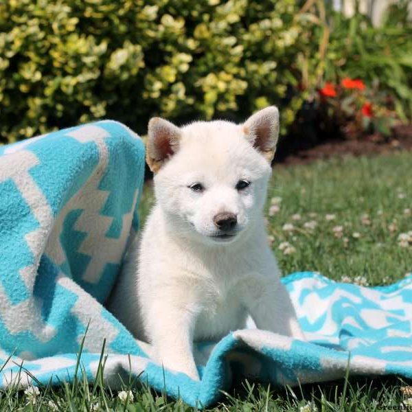 Murphy, Shiba Inu Puppy