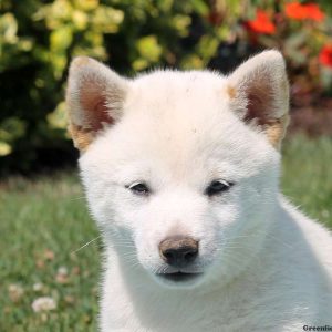 Murphy, Shiba Inu Puppy