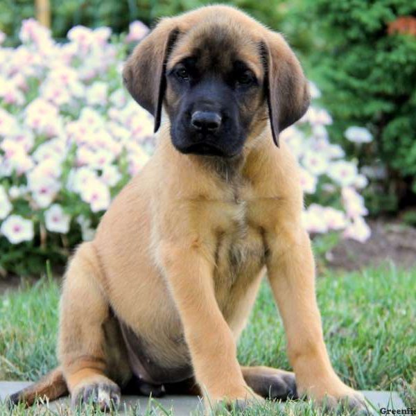 Mya, English Mastiff Puppy