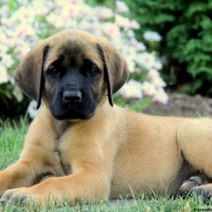 Mya, English Mastiff Puppy