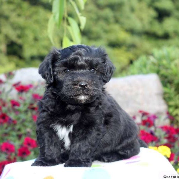 Mylan, Havanese Puppy