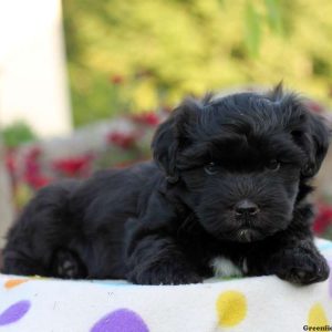 Mylan, Havanese Puppy