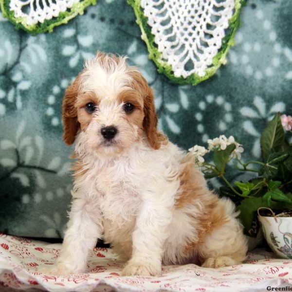 Myrle, Cavapoo Puppy