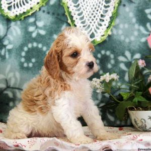 Myrle, Cavapoo Puppy