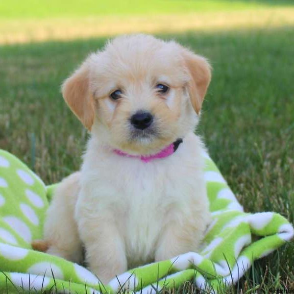 Nacho, Labradoodle-Miniature Puppy